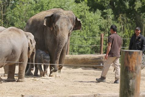 pairi daiza honden toegelaten|Découvrez Pairi Daiza